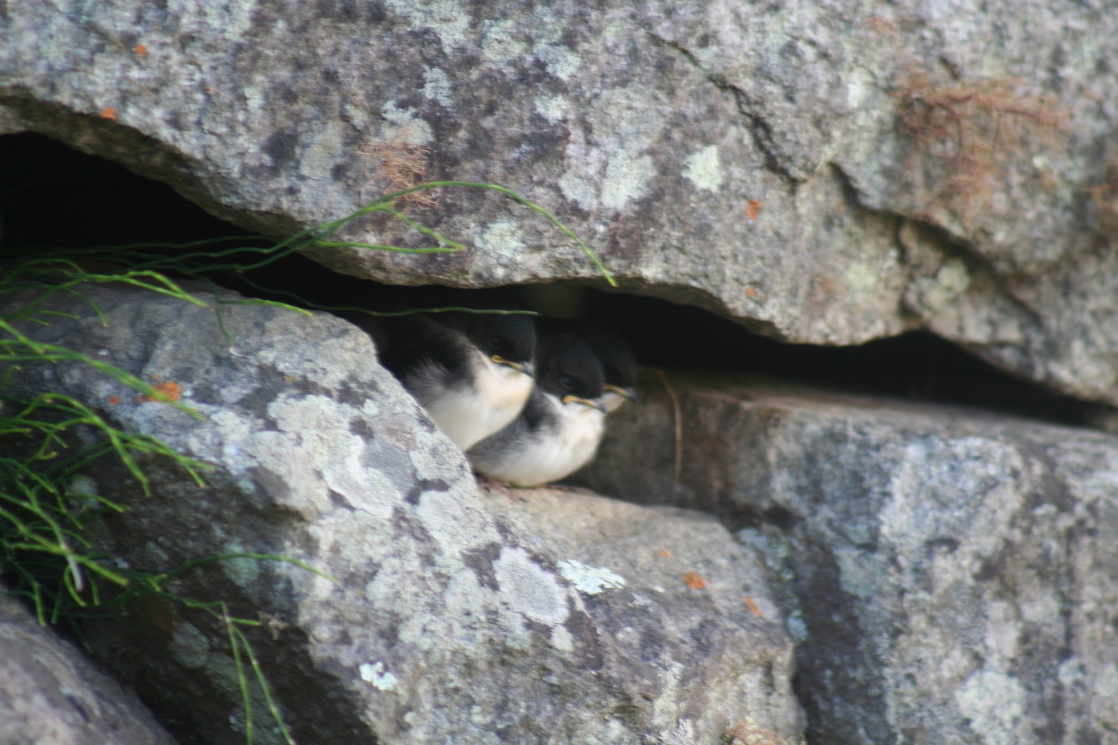 [10+Janelle+381.jpg]