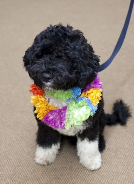 [1.AP_Obama_Promised_Puppy_0012.jpg]
