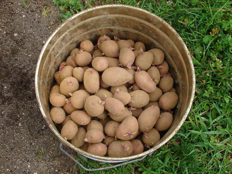 [Candoz_Mar07_Batatas_LG_DSC04340.JPG]