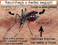Mosquito do dengue - Aedes aegypti