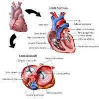válvulas cardíacas