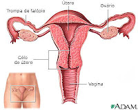 Órgão reprodutor feminino