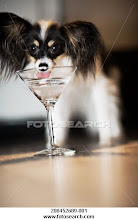 Papillon drinking from a martini glass