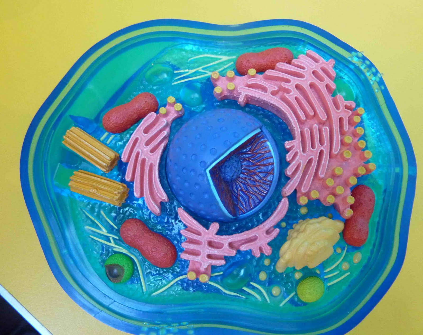 Real Plant Cell