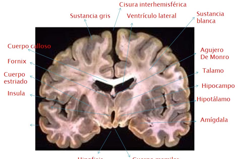 Biología 3M Corte de Cerebro y estructuras