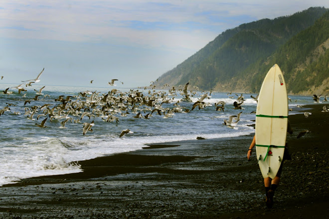 Paul and the Birds