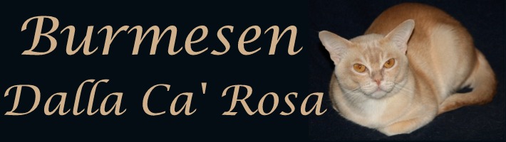 Burmesen Dalla Ca'  Rosa