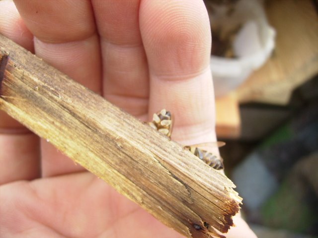 [PB040023.JPG]