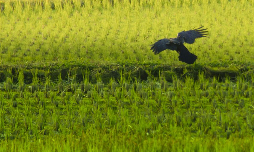 [WalkWithAsa+(2+of+10).jpg]