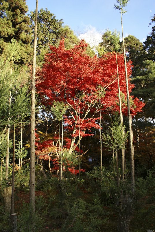 [kyoto2+(7+of+10).jpg]