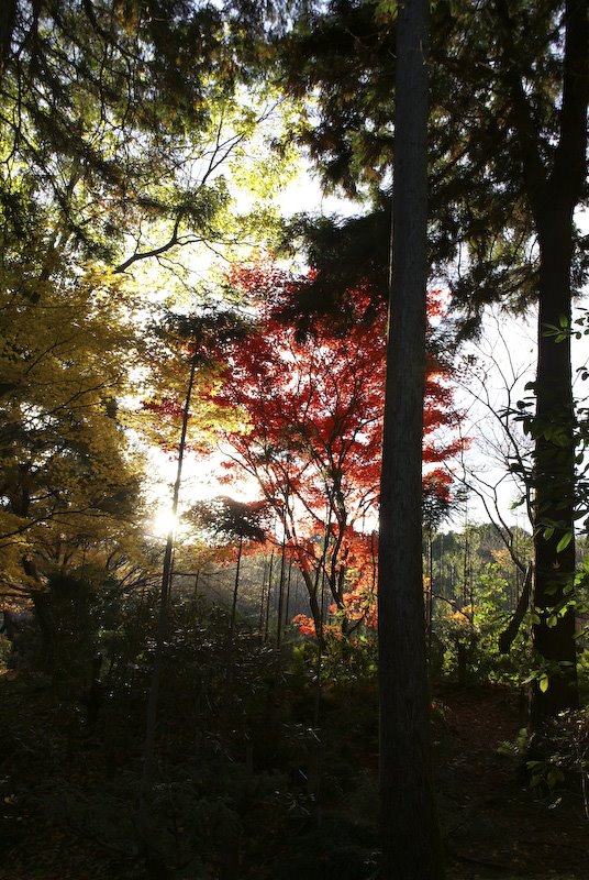 [kyoto2+(6+of+10).jpg]