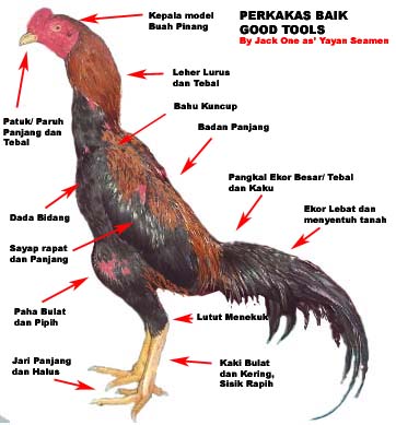 Yang Harus Diperhatikan Sebagai Ayam Petarung Yang Harus Diperhatikan Sebagai Ayam Petarung