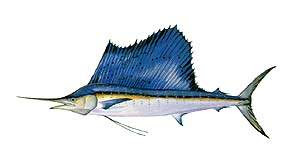 Benih Ikan Ku: Macam-macam Jenis Ikan Marlin