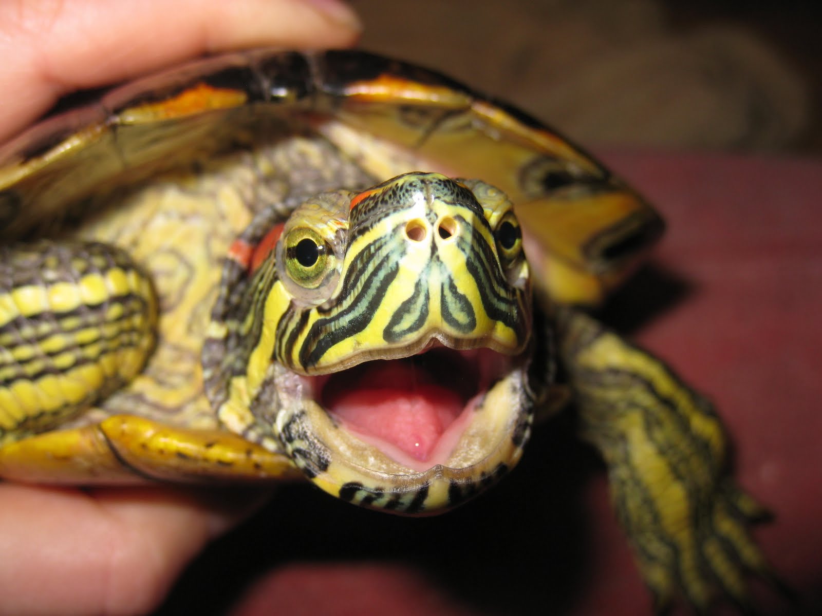Turtle Pics for those who love turtles Page 2 —
