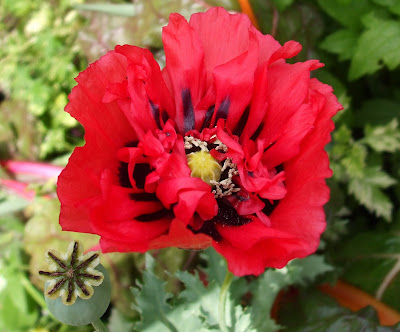 Poppy Flowers for Remember Someone Poppy Flowers for Remember Someone