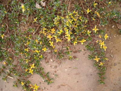 creeping lemon thyme