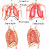 Fisiologia Respiratória