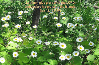 Let them give glory unto the LORD, and declare his praise in the islands Isa 42:12 KJV verse with flowers nature Christian religious background photos and Jesus Christ pictures free download