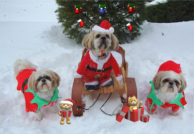 Cute Christmas pet's family at Christmas Tree hot wallpaper