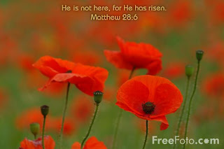Nice and beautiful red flowers with Matthew 28:6 verse for the holy Easter 2009 day image