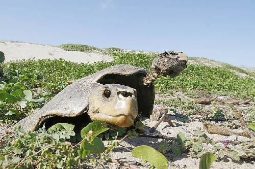 [tortu.jpg]
