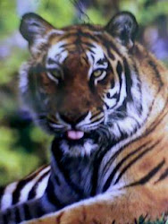 Harimau