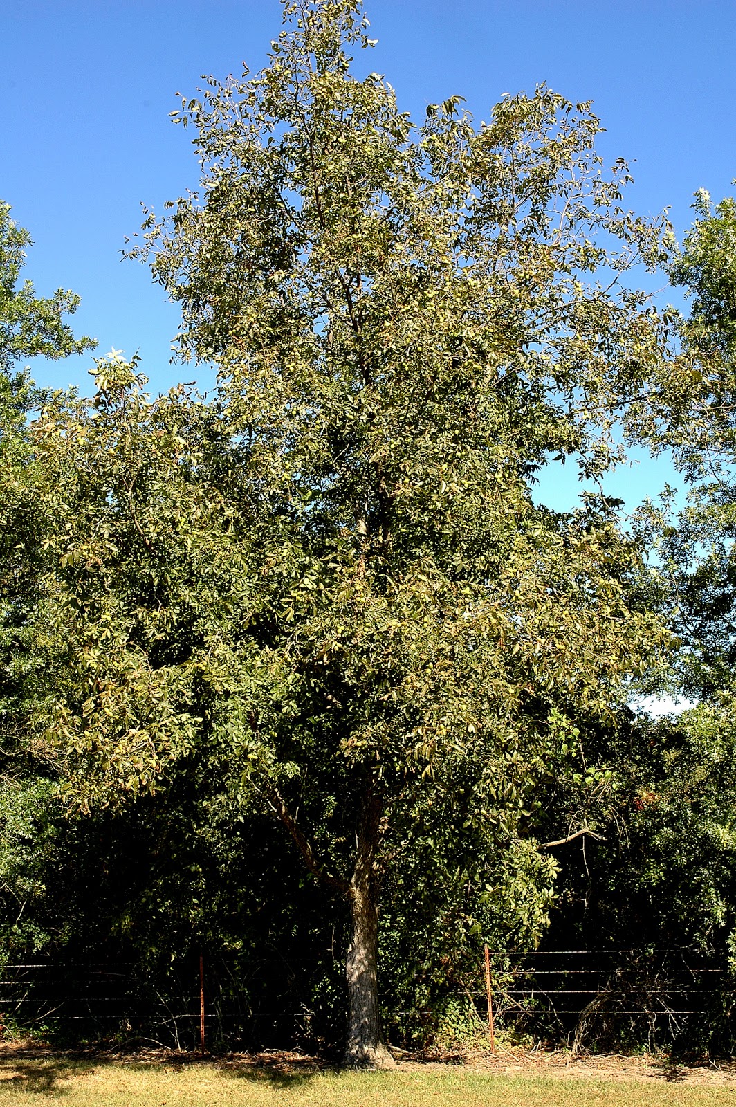 Northern Pecans KSUOF1