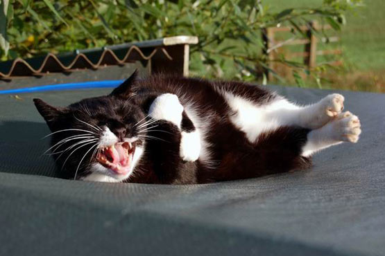 [cat_laughing_out_loud.jpg]