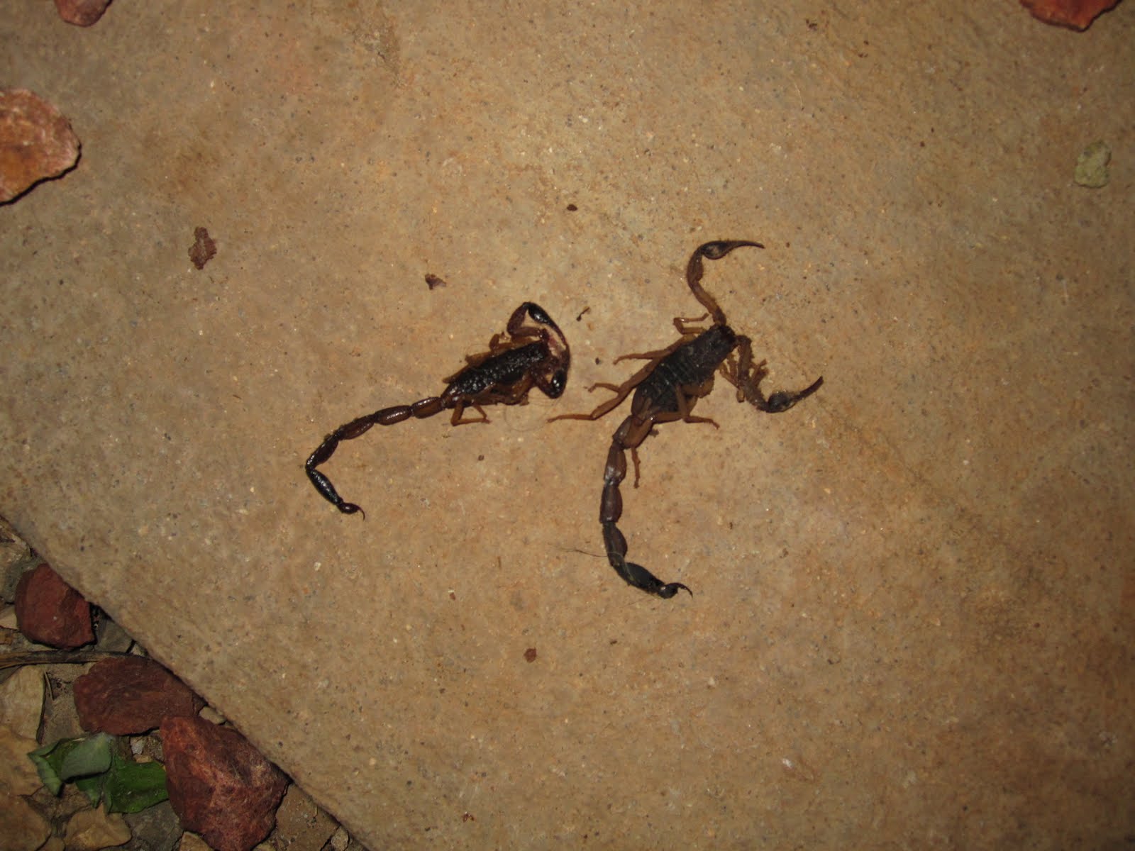 Our Life with 12 Kids * ** After Bath Scorpion Surprise