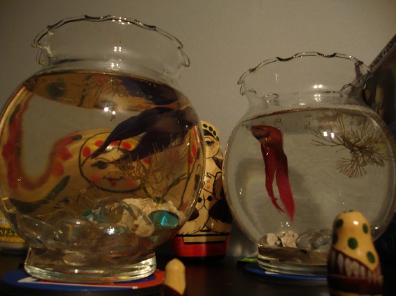 One of the quirky things my sister did for her wedding was have Betta fish