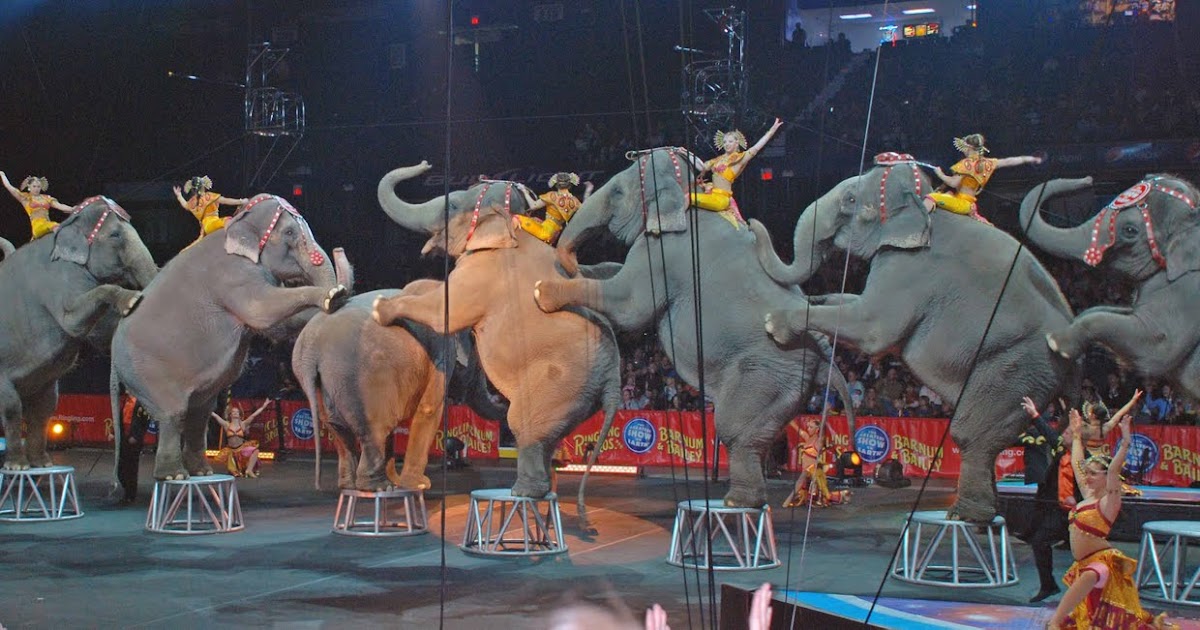 The Shopping Adventures of Cheapo McFrugalpants Ringling Bros. and