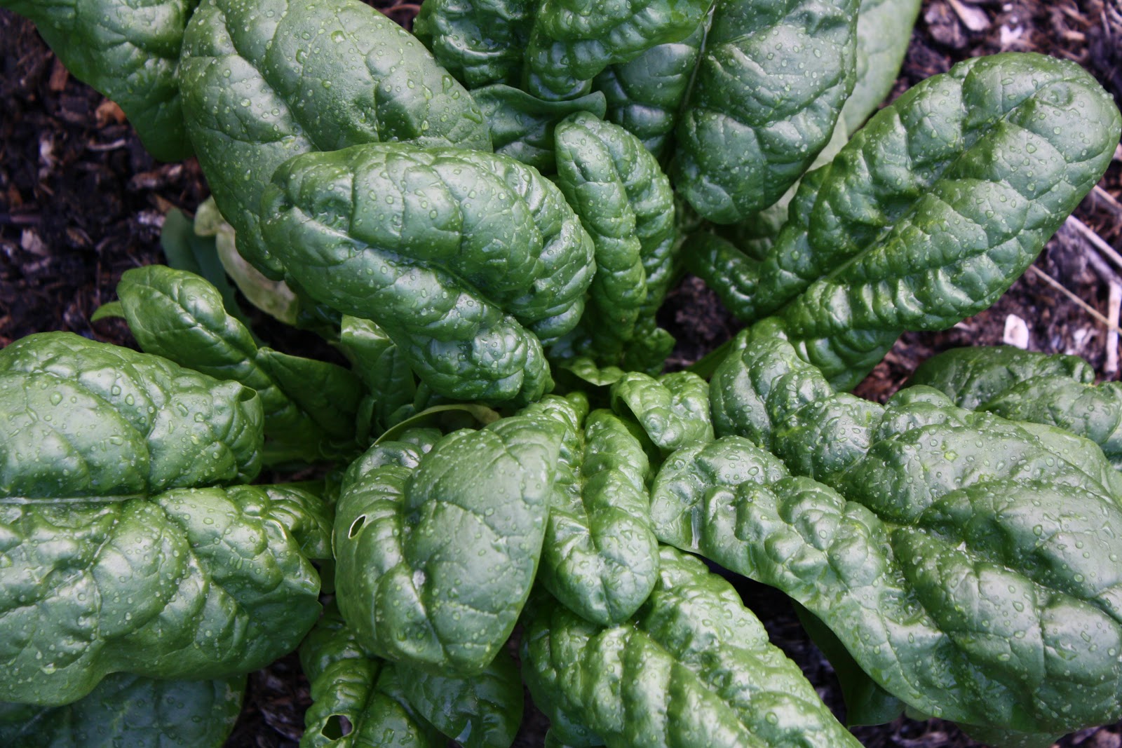 OATSPLANTER SEED SEED DESCRIPTIONS