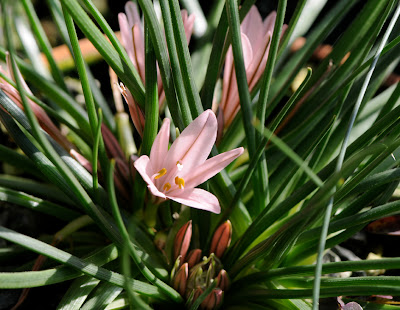 Pinus Strobus Nana Dwarf Pine Tree Shrubs Conifers Garden