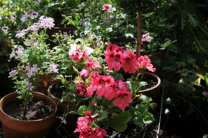 Growing with plants: Mastering Regal Geraniums