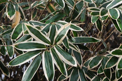 Gaston Garden Sky Pencil Japanese Holly