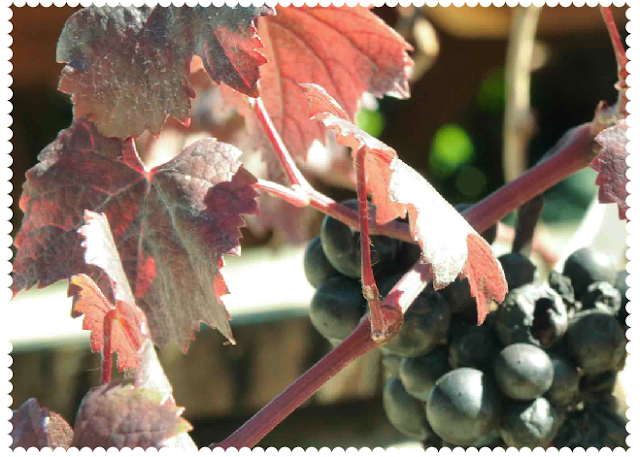 Purple leaved grapes Purple grape vine