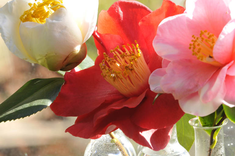 Canadiangardenjoy Fothergilla Obsession