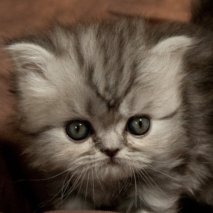 Templeparlor Cats Beautiful Silver Tabby Male Longhair Exotic