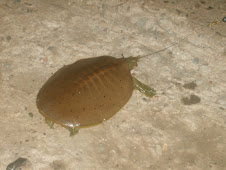 Iowa Soft-Shell Turtle