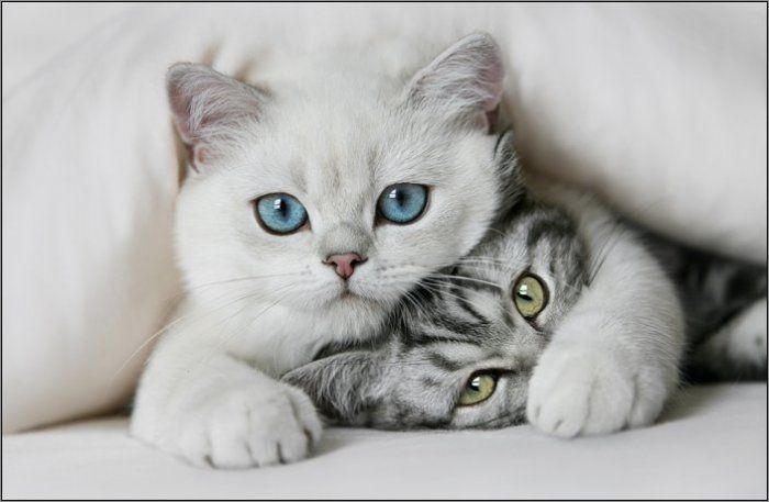 LINDOS GATITOS