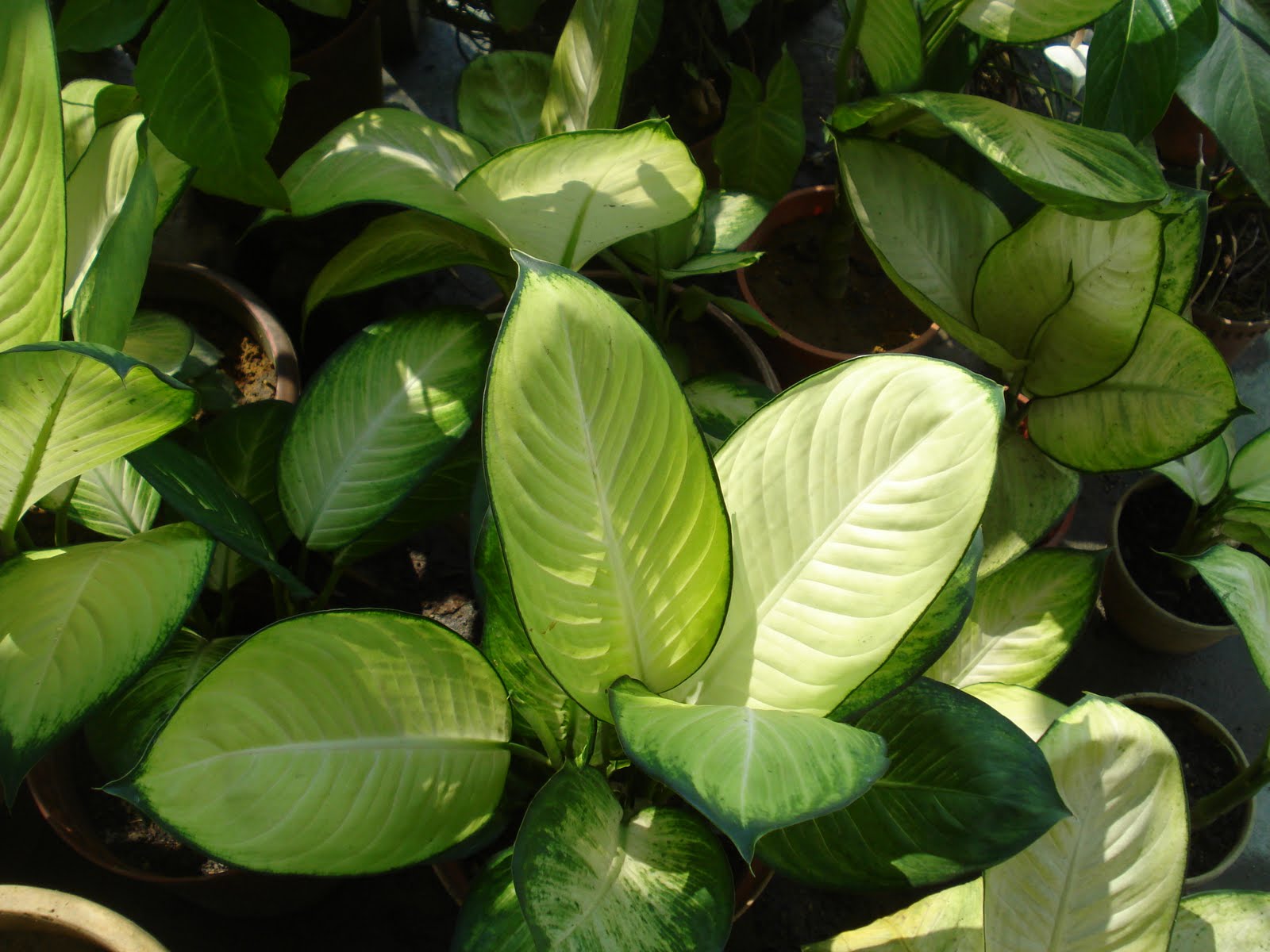 Pokok Setawar