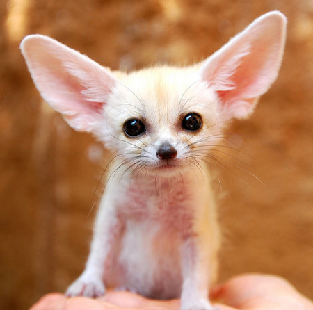Buy Fennec Fox