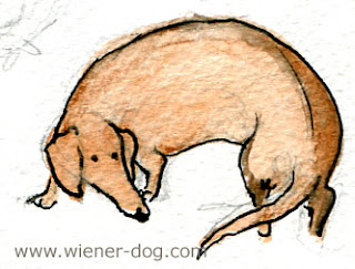weiner dog contemplates its tail