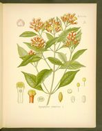 [Caryophyllus+aromaticus.jpg]