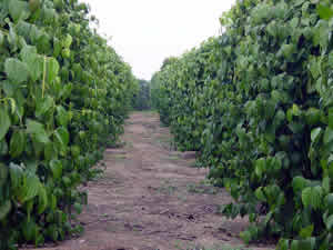 [pimenta-do-reino-3.jpg]