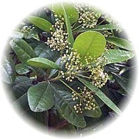 [allspice.jpg]