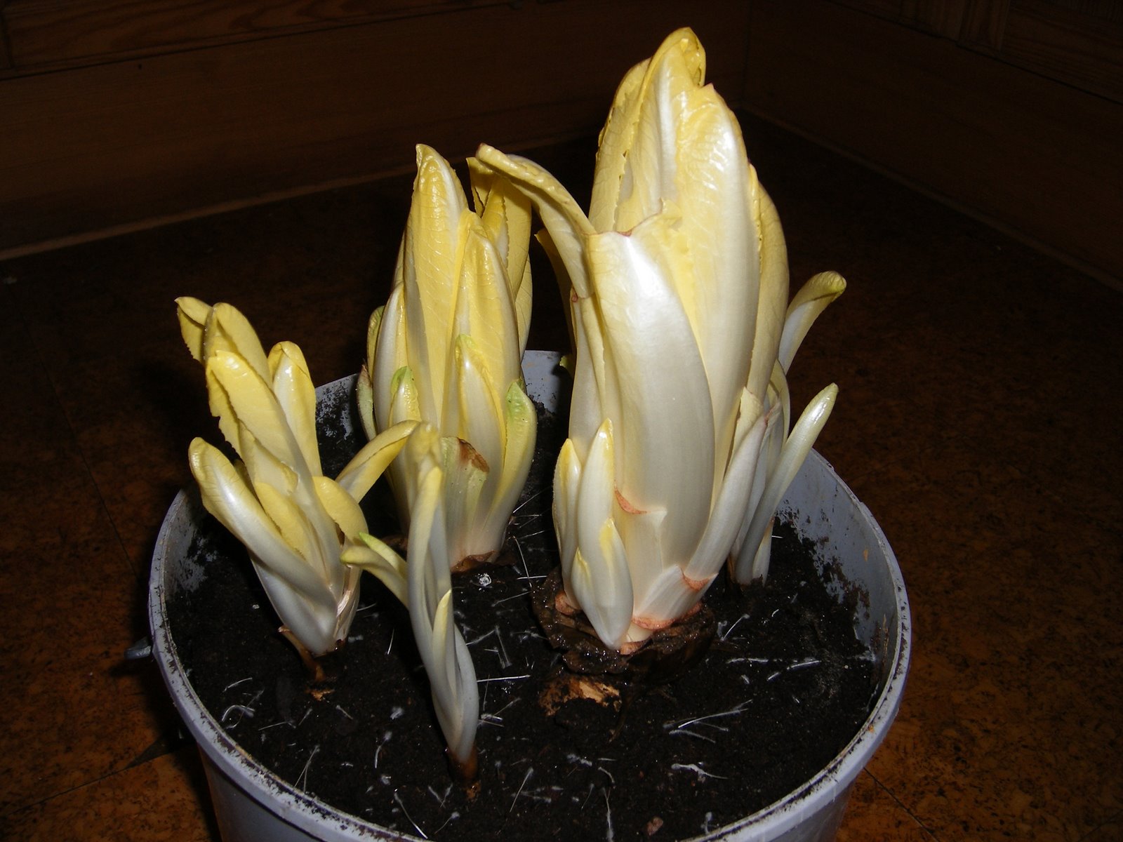 [2007_0111Mad021.JPG]