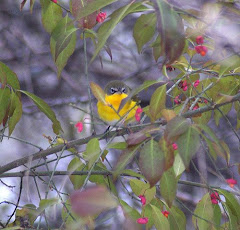 Yellow-breasted Chat