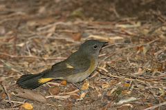 American Redstart (Setophaga ruticilla) (italics)