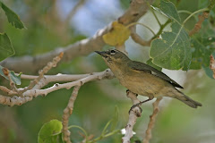 Which female wood-warbler species is shown here during the spring?